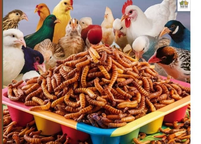 Mealworms | Usa breed Mealworms | beetle| larva | pupa | just Rs : 1/- 7