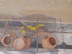 7 Australian parrots with large cage. . 5 homes. .