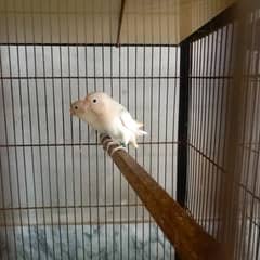 Love Bird  Breder Pair - Albino, Parblue/Ino, Blue Fishries/ino 0