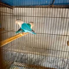 Love Bird  Breder Pair - Albino, Parblue/Ino, Blue Fishries/ino