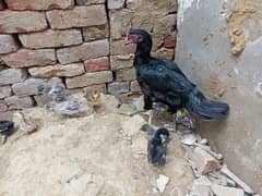 selling hen with 8 chiks