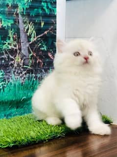 Persian / Kitten / Triple coat / Cute Cat / Fluffy Cat / small kitten