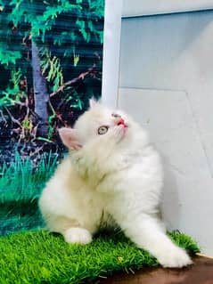 Persian / Kitten / Triple coat / Cute Cat / Fluffy Cat / small kitten