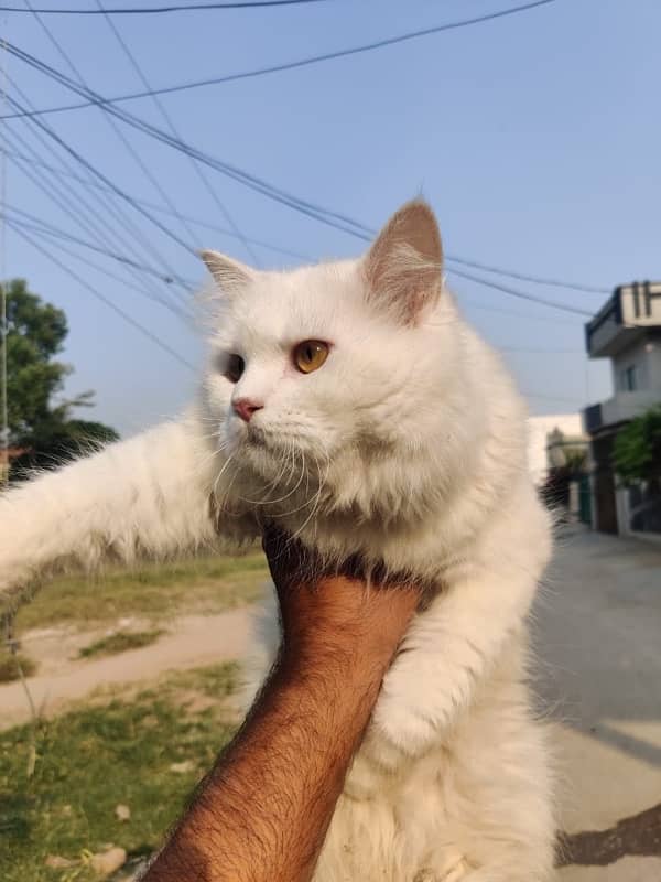 Persian Cat 4