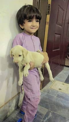 Labrador Puppy 1 month Age