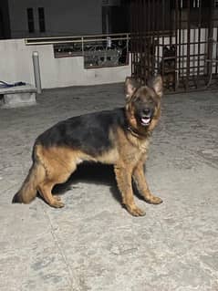 long Coat German shepherd male available