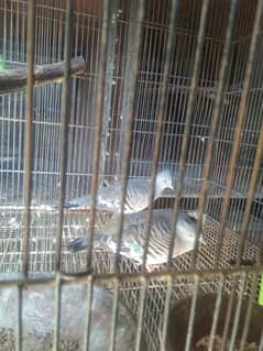 Crested Dove Breeder Pair With Chick