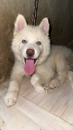 female husky puppy