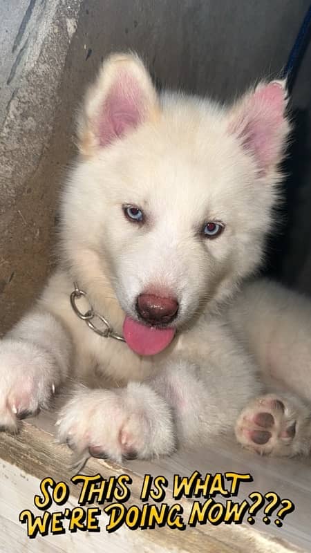 female husky puppy 1