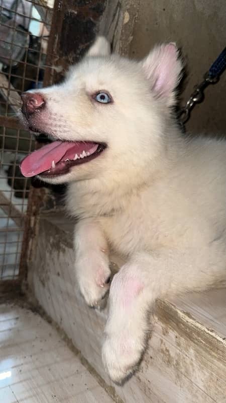 female husky puppy 2