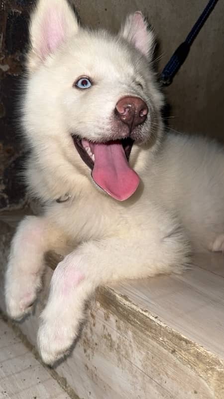 female husky puppy 3