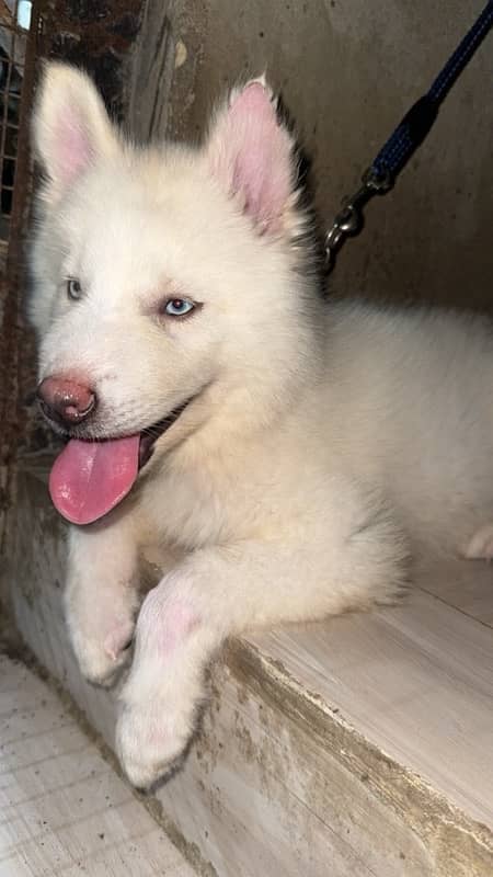 female husky puppy 4