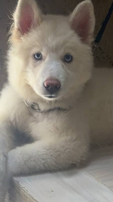 female husky puppy 5