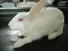 New Zeland Red Eyes White Rabbits