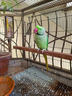 Raw male parrot with one breeding box 0