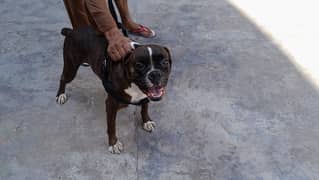 Boxer female (Pedigree)