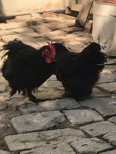 black bantam pair urgent sale 0