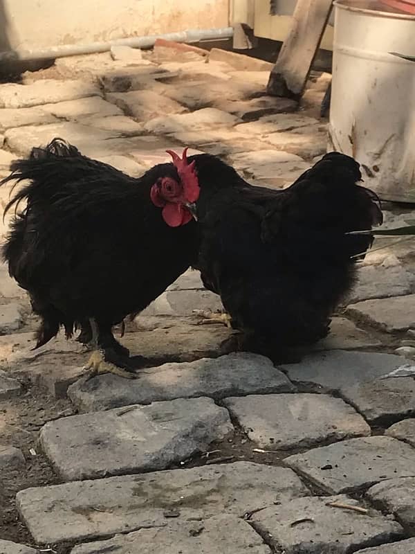 black bantam pair urgent sale 0