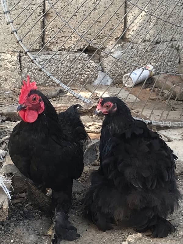 black bantam pair urgent sale 1