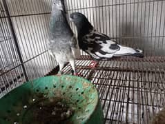 pair of high fly pigeons