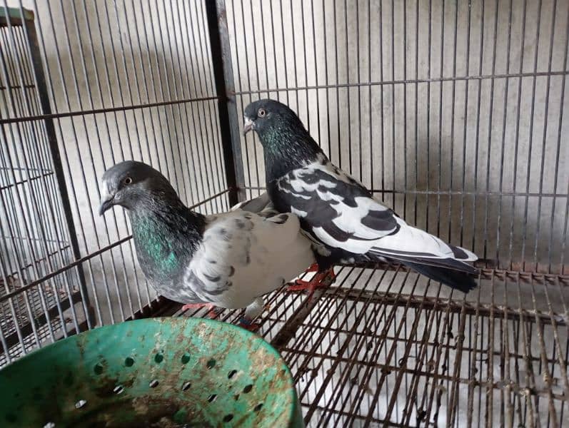 pair of high fly pigeons 4