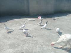 pigeons