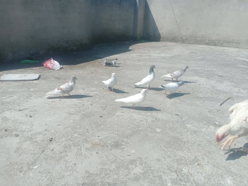 pigeons 1