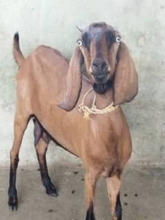 Beautiful Goat