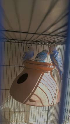 budgie