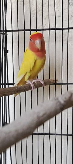 lutino red eye lovebird for sale