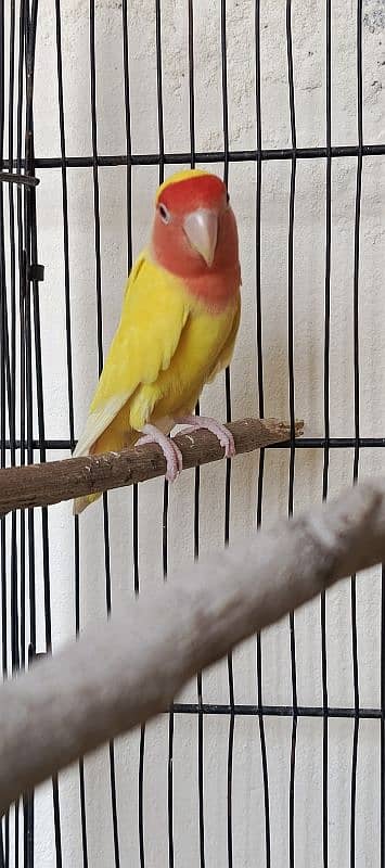 lutino red eye lovebird for sale 0