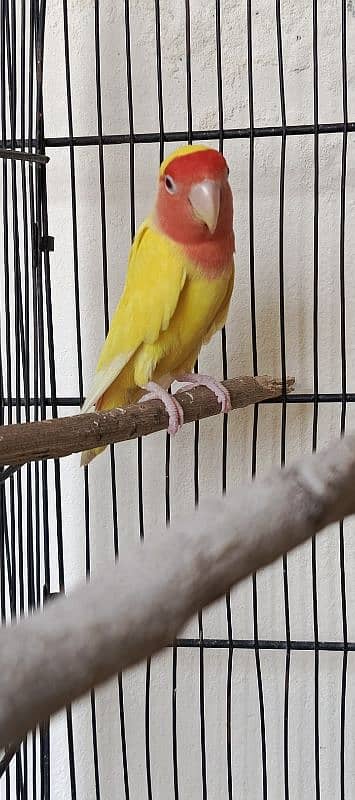 lutino red eye lovebird for sale 1