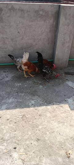 Desi male hens Desi murgay 0