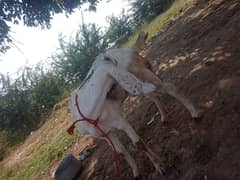 Desi goat pair 10 month age full ok