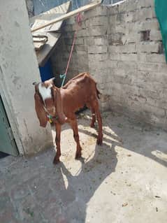 Bakra for sale