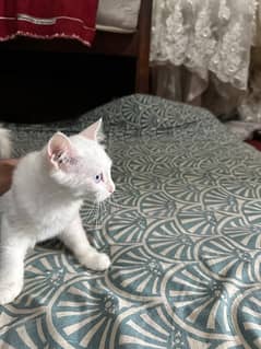 persian double coated cat available