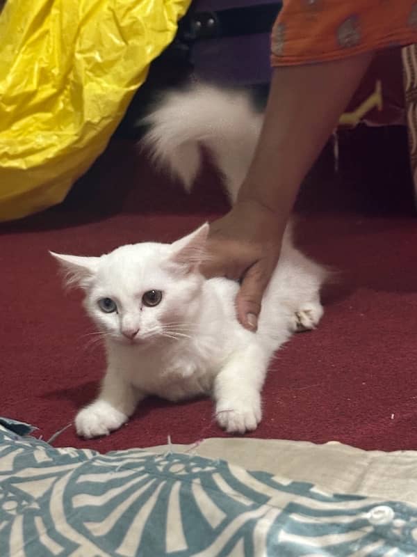 persian double coated cat available 1