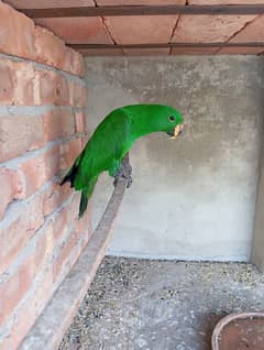 ecletus parrot