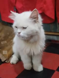 White Persian Cat Male