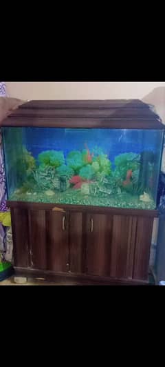 Fish aquarium 0