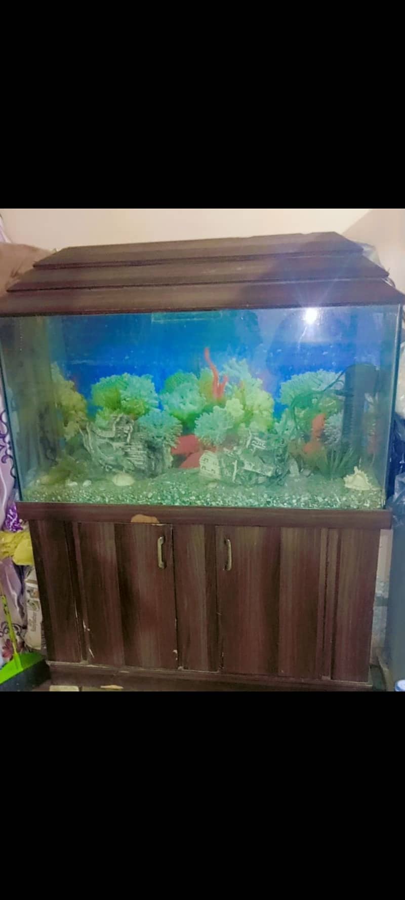 Fish aquarium 1