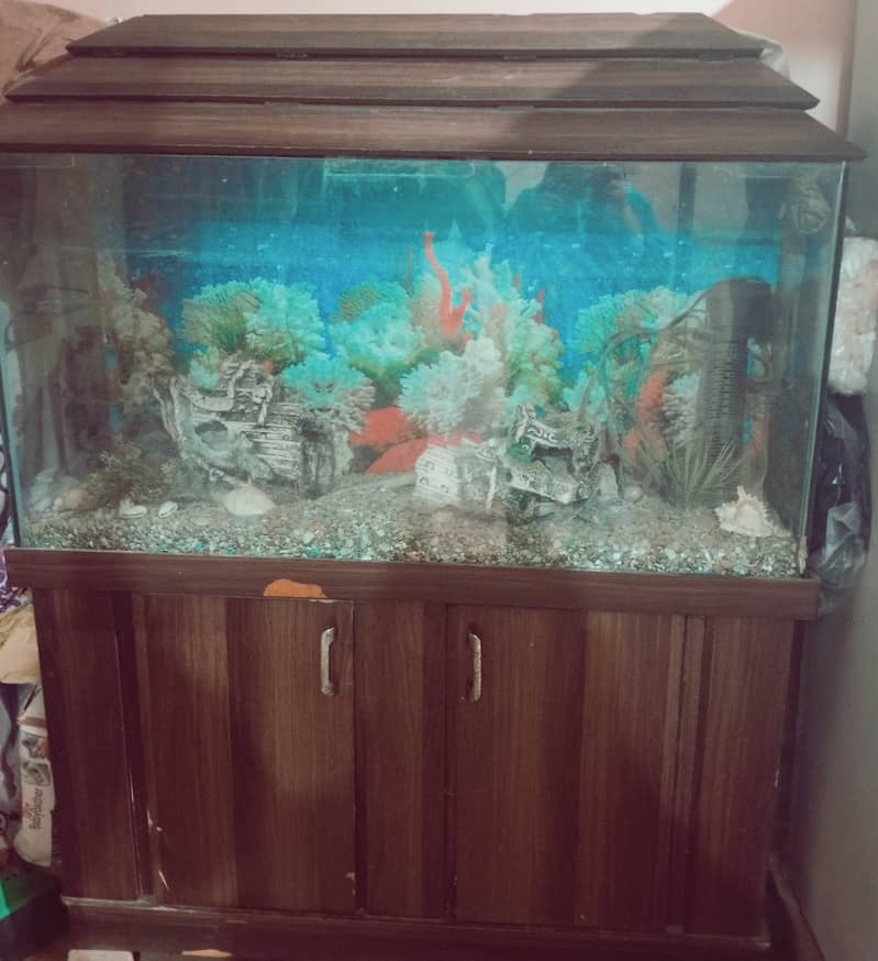 Fish aquarium 3