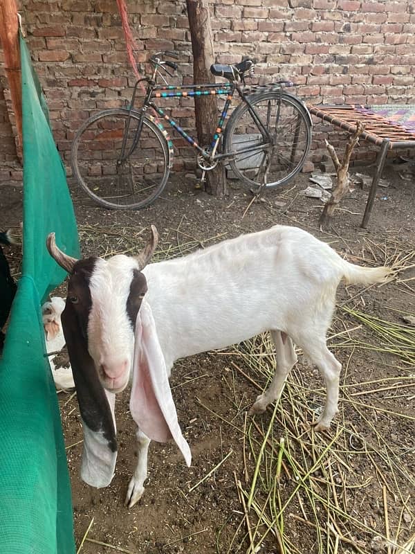 camori bakri 0