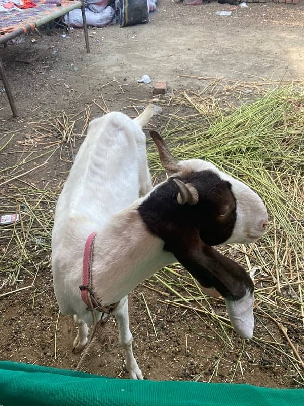 camori bakri 1