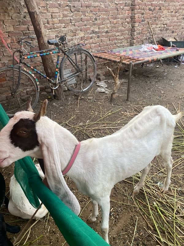 camori bakri 2