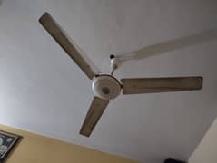 04 Nos ceiling fan wahid 56 " for sale