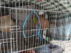 2 pairs of Australian parrot with pinjra