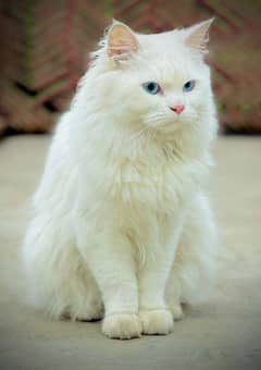 Persian Male Cat for Sale (Blue Eyes)