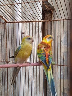 Red Rumped breeder pair