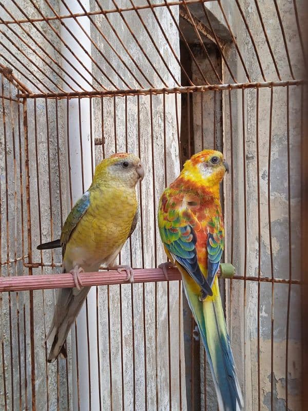 Red Rumped breeder pair 0